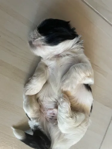 Cachorro shitszu 