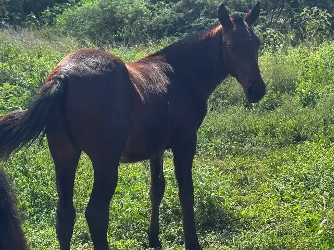 Pordo a venda com 7 meses 