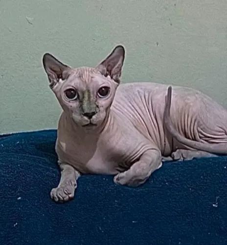 SPHYNX ELF FÊMEA (NÃO CASTRADA) 