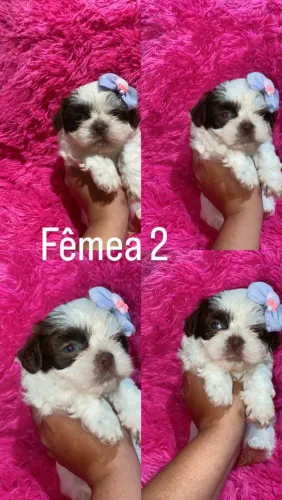 Shitzu fêmea 