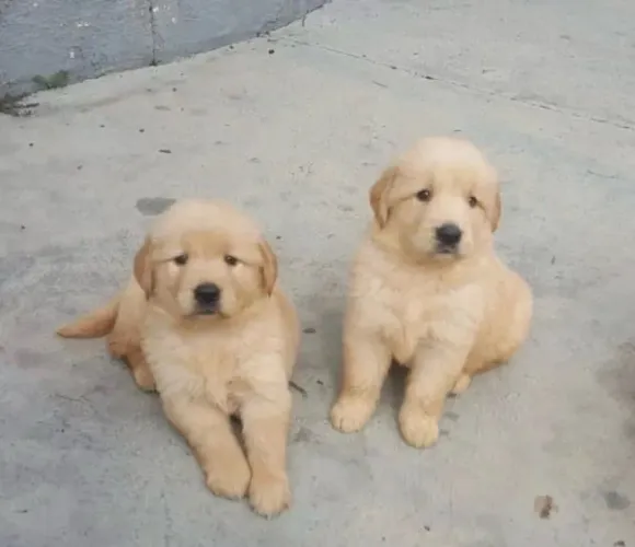 Filhote Golden Retriever - Disponível