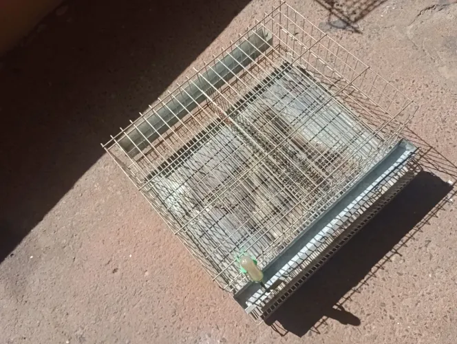 Gaiola para Pintinhos com Divisória Removível + Comedouro, Bebedouro e Brinde