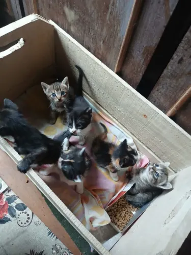 Doação de gatos