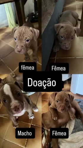 Doação de Pitbull Red nose