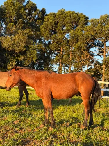 Cavalo