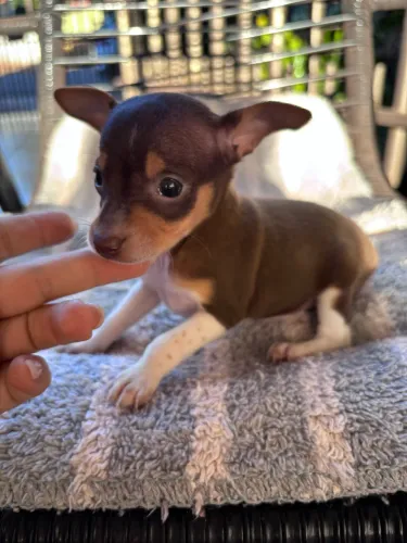 Vende se Pinscher