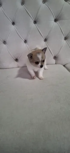 Chihuahua fêmea