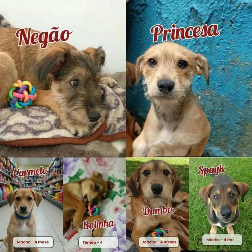 adocao de cães estimação 