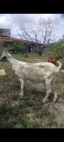 Cabra