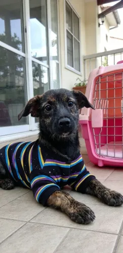 Maia Mansa e Dócil com Idosos e Crianças Cachorro Filhote