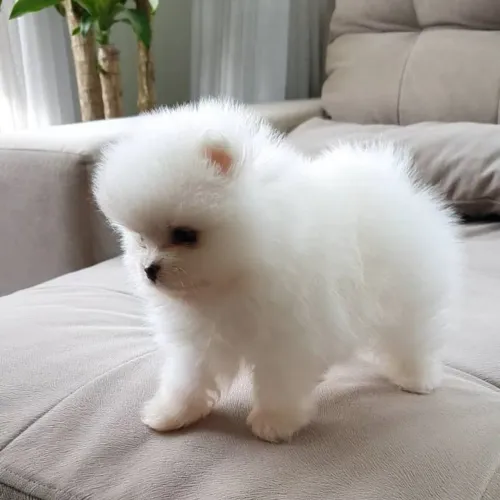 Spitz Alemão adorável