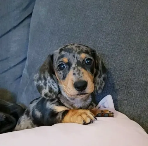 Basset teckel disponivel