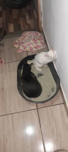 Pato e pata