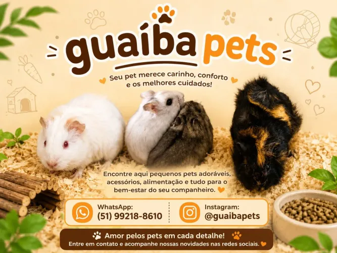 Porquinho da índia 