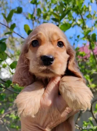 Cocker Spaniel - o inglês disponível