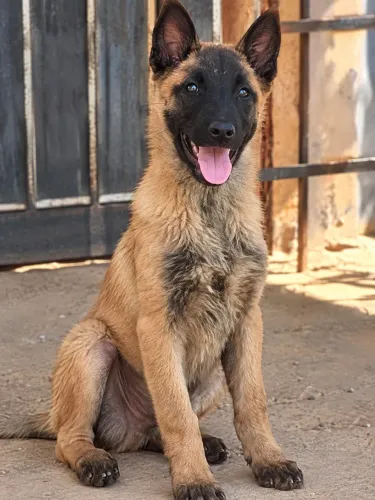 PASTOR BELGA MALINOIS