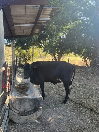 Vaca de Leite solteira