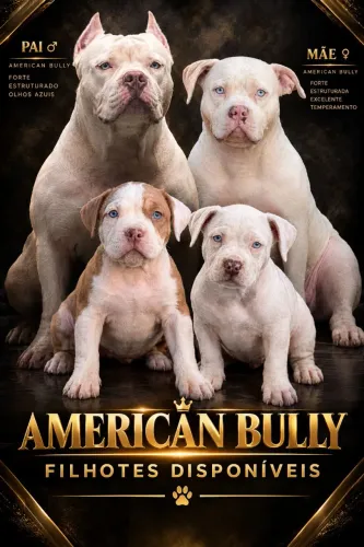 filhote American Bully com pedigree