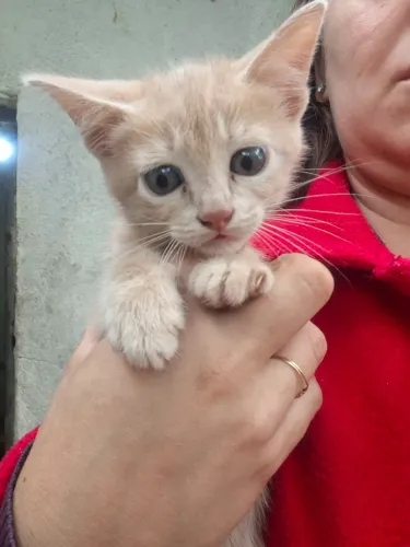 Doa-se Gato