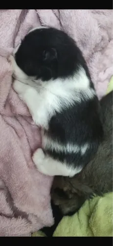 Spitz alemão filhote