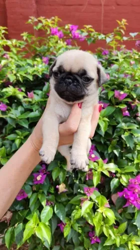 Pug,Pug Filhote Saudável Excelente Companhia
