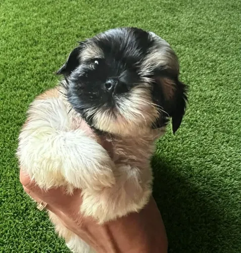 Shitzu macho