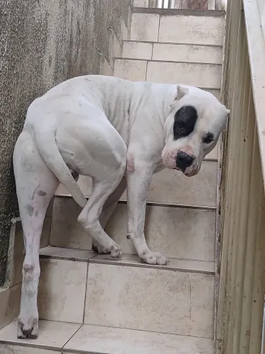 Dogo Argentino pirata 