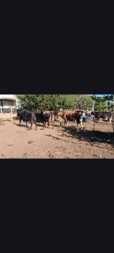 Vacas "mojadas" ( 20 Lts de leite )