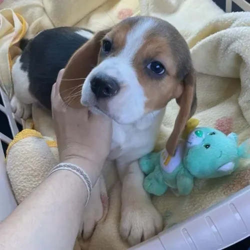 Filhotes de Beagle | Um filhote para iluminar seus dias.