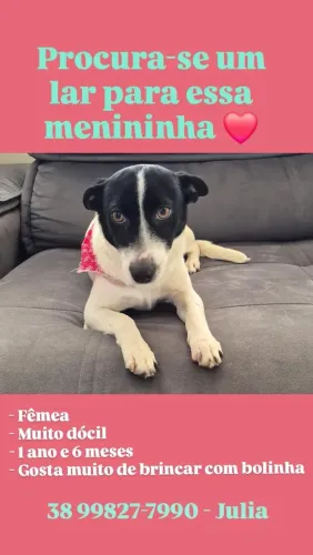 Cachorrinha para adoção