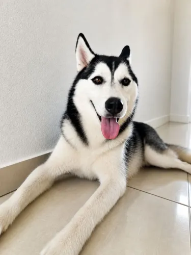 Procuro uma parceira husky siberiano para esse gatao chamado Zeus