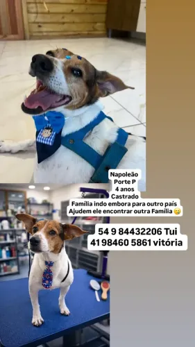 Cão 