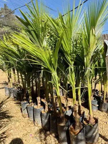 Mudas de coco anão 