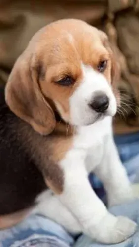 Beagle uma fofura e tanto