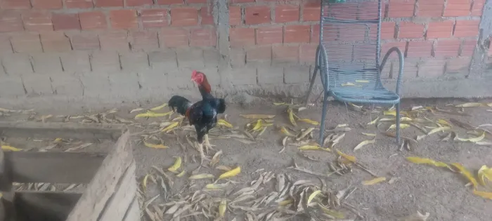Vendo um galo por 50 reais 