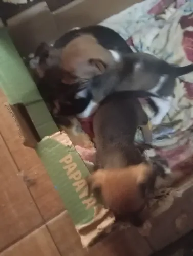 Filhote de cachorro 