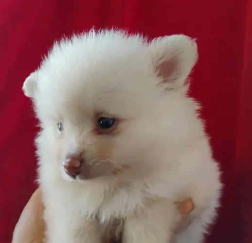 Venda de filhotes Spitz alemão 