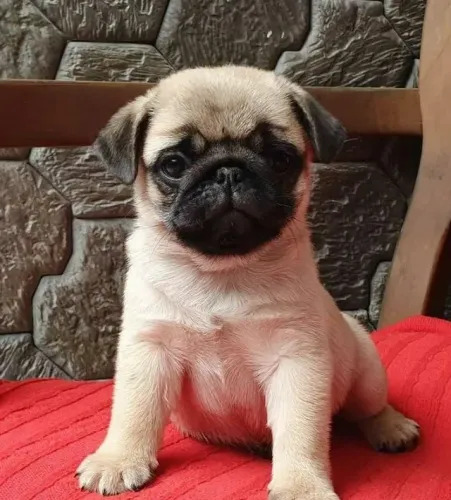 Pug pequeno e valente 