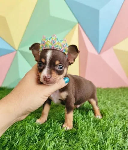 Pinscher amor em quatro patas