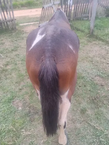 Cavalo ( manso)