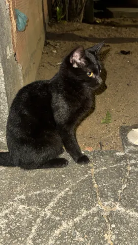 Doação de Gatinha preta 