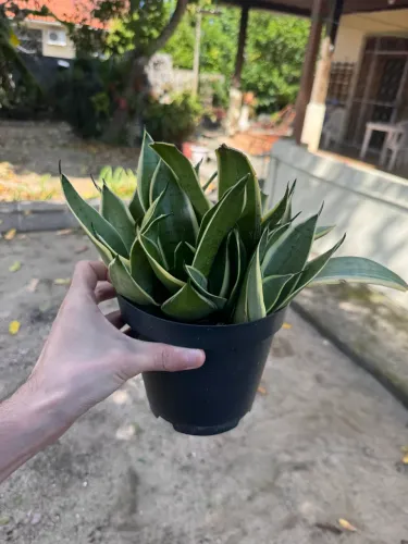 Vendo planta mini espada de São Jorge