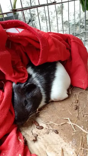 Porquinho da índia