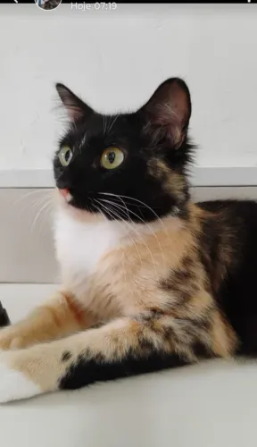 Gatinha castrada