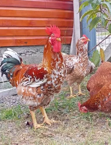 Galinhas da raça balão, todas as idades! Aves de 60 a 500$