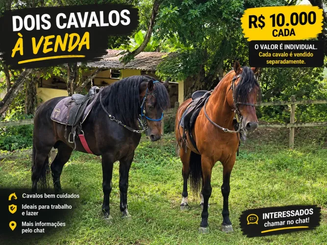 Cavalo à venda