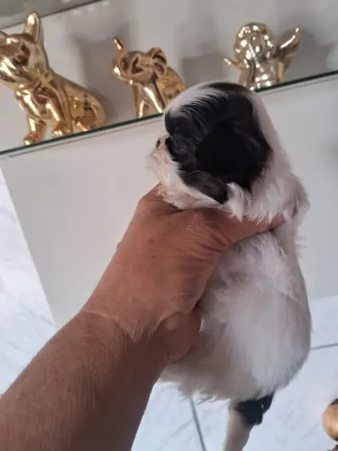 Shih Tzu Fêmea Branca/Preta - Filhote, Porte Pequeno - R$ 1.500