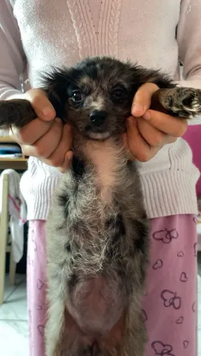 Poodle