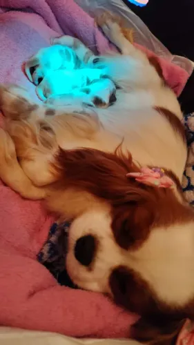 Cavalier King 