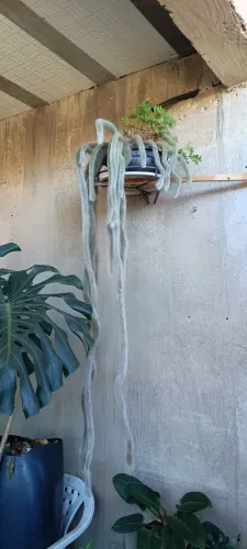 Planta